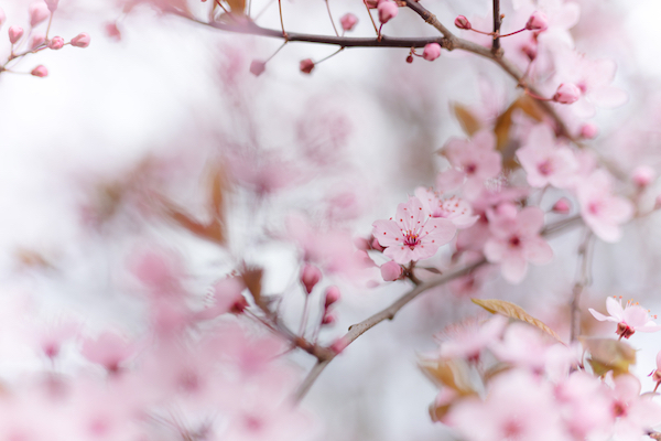 Cherry Blossoms