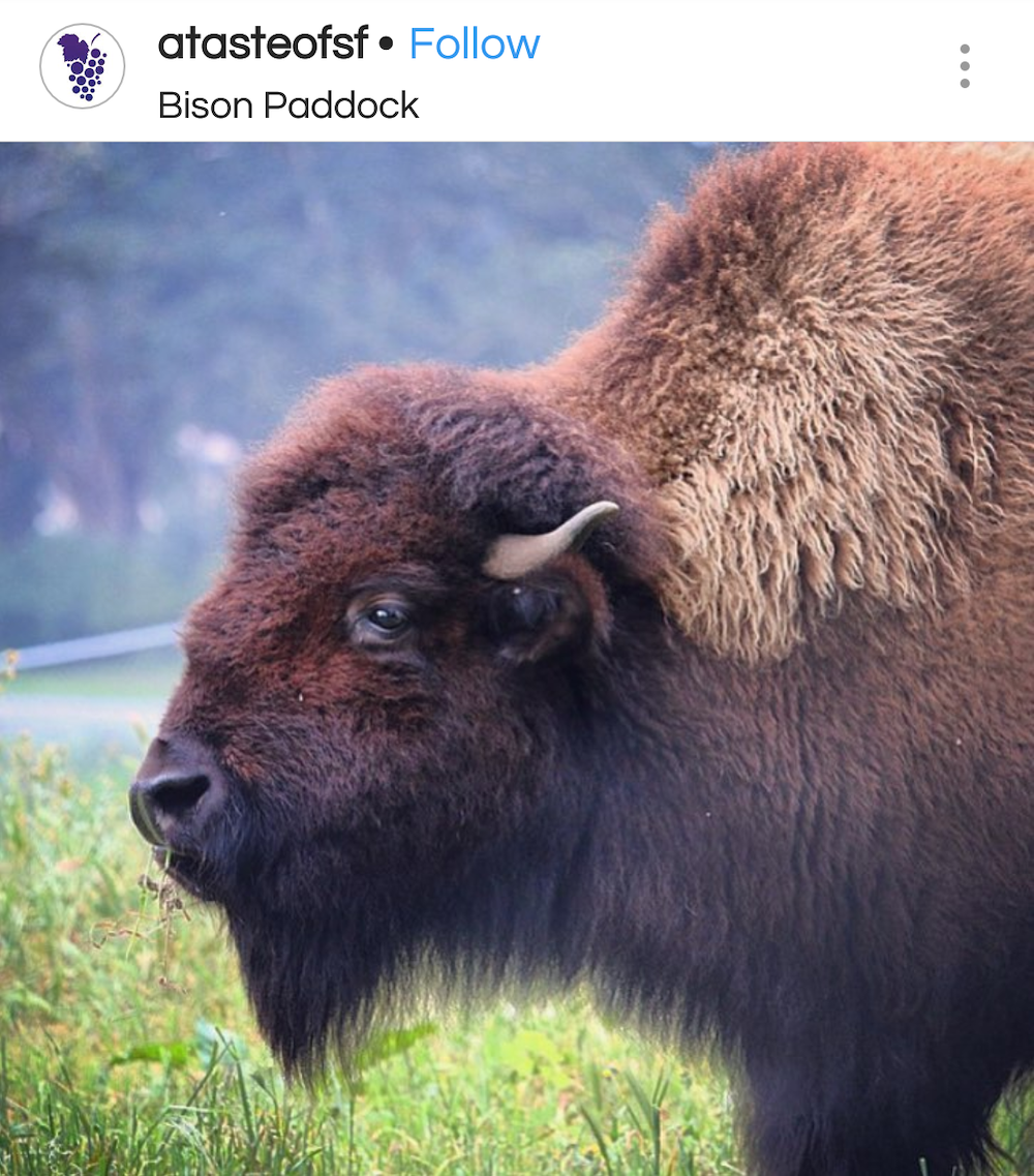 Bison pictured at Bison Poddock